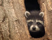 Raccoon den